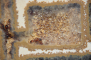 Manica rubida Nest