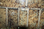 Manica rubida Nest