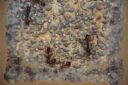 Manica rubida Nest