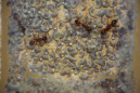 Manica rubida Nest