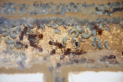 Manica rubida Nest