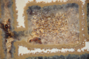 Manica rubida Nest