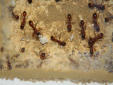 Manica rubida Nest