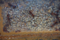 Manica rubida Nest