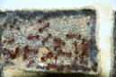 Manica rubida Nesteinblick