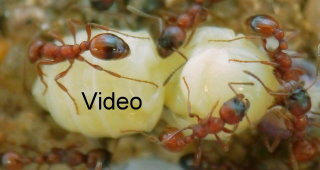 Manica rubida Video