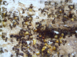 Messor barbarus Futter