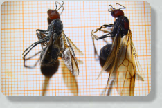 Camponotus singularis & Messor cephalotes