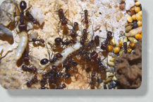 Messor cephalotes