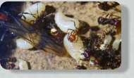Messor cephalotes