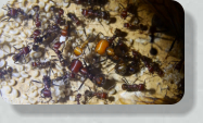 Messor cephalotes