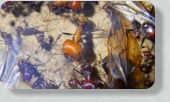 Messor cephalotes
