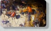 Messor cephalotes