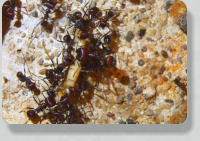 Messor cephalotes