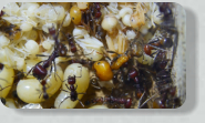 Messor cephalotes