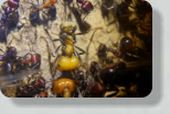Messor cephalotes