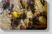 Messor cephalotes