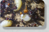 Messor cephalotes