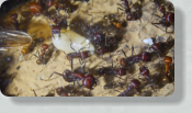 Messor cephalotes