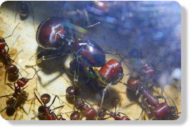 Messor cephalotes Altkönigin