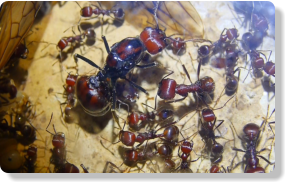 Messor cephalotes Altkönigin