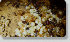 Messor cephalotes Brut