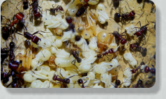 Messor cephalotes Brut