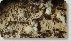Messor cephalotes Brut