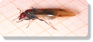 Messor cephalotes Jungkönigin