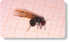 Messor cephalotes Jungkönigin