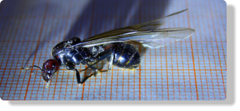Messor cephalotes Jungkönigin