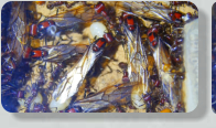Messor cephalotes Königinnen