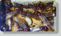 Messor cephalotes Königinnen
