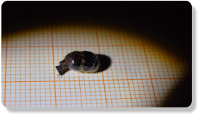 Messor cephalotes Königinnengaster