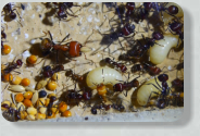 Messor cephalotes Körnerlagerung