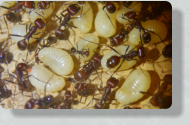 Messor cephalotes Larven