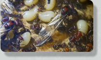 Messor cephalotes Larven