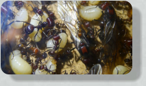 Messor cephalotes Larven