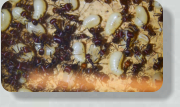 Messor cephalotes Larven