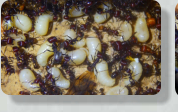 Messor cephalotes Larven