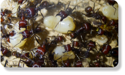 Messor cephalotes Larvenaufzucht