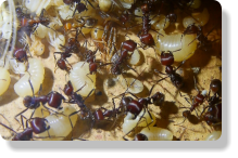 Messor cephalotes Larvenaufzucht
