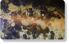 Messor cephalotes Larvenaufzucht