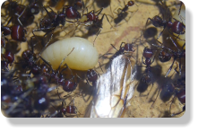 Messor cephalotes Larvenaufzucht
