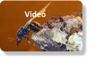 Messor cephalotes Video