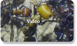 Messor cephalotes Video