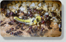 Messor cephalotes futtern Heuschrecke