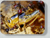 Messor cephalotes futtern Heuschrecke