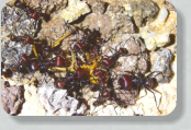 Messor cephalotes futtern Heuschrecke