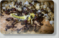 Messor cephalotes futtern Heuschrecke